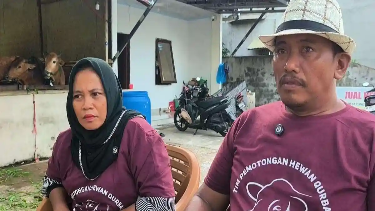 Penjualan Sapi Kurban Lesu, Peternak Pontianak Terkendala Ekonomi dan Ongkos Kirim
