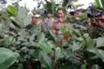 Kebun Khat di Cisarua