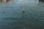 Banjir Rob Genangi Semarang Utara