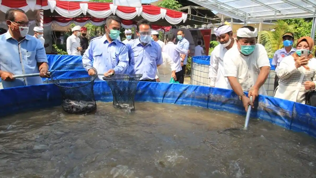 Kelompok Mina Kembang Panen Perdana Ikan Lele dengan Sistem Bioflok