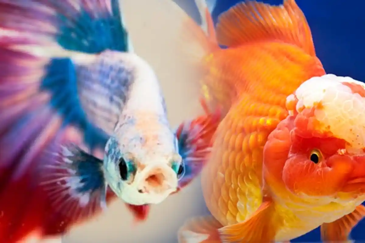 8 Jenis Ikan Hias yang Bisa Anda Pelihara di Rumah, Nomor 6 Paling Wow