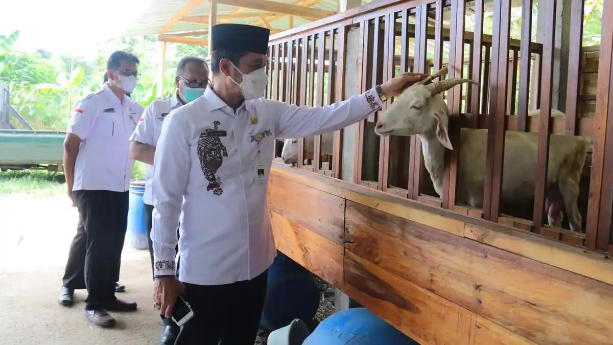 Tingkatkan Kekebalan Ternak di Kudus, Bupati Hartopo Bagikan Antibiotik