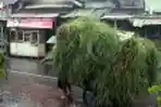 Pencari Rumput Melintas di Jalan Mampang Prapatan
