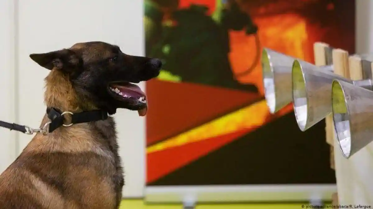 Penelitian di Eropa, Anjing Bisa Endus Orang yang Positif Covid-19