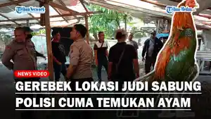 cuma-temukan-ayam.jpg