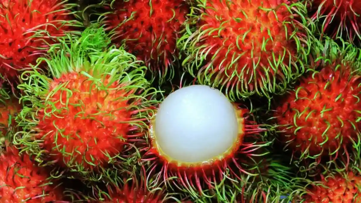 Manfaat Buah Rambutan, Membantu Pengobatan Diabetes, Simak Manfaat Lainnya, Ada 11