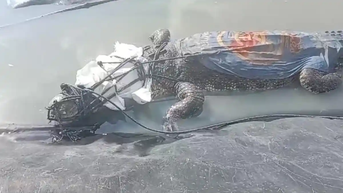 Masuk Tambak Udang, Buaya Ukuran 3,5 Meter Ditangkap Warga Oki Sumsel