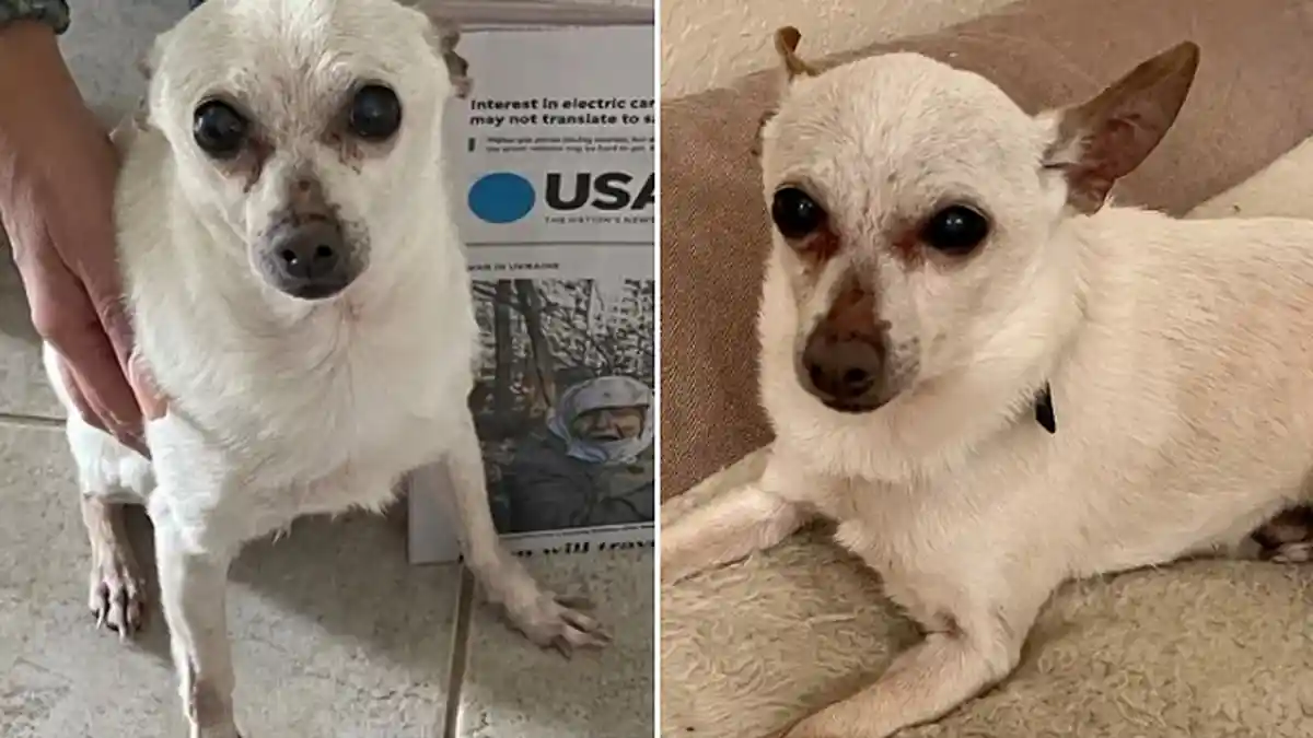 Gelar Anjing Tertua di Dunia yang Hidup Diberikan pada Chihuahua Asal Florida Ini!