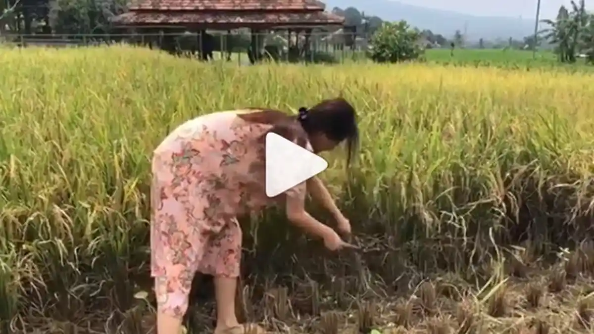 Heboh Wanita Cantik Pakai Daster Lagi Memanen Padi, Saat Ditelusuri, Ternyata Sosok ini