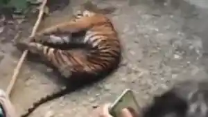 Jepretan-layar-seekor-harimau-Sumatera-tewas-di-Madina_.jpg
