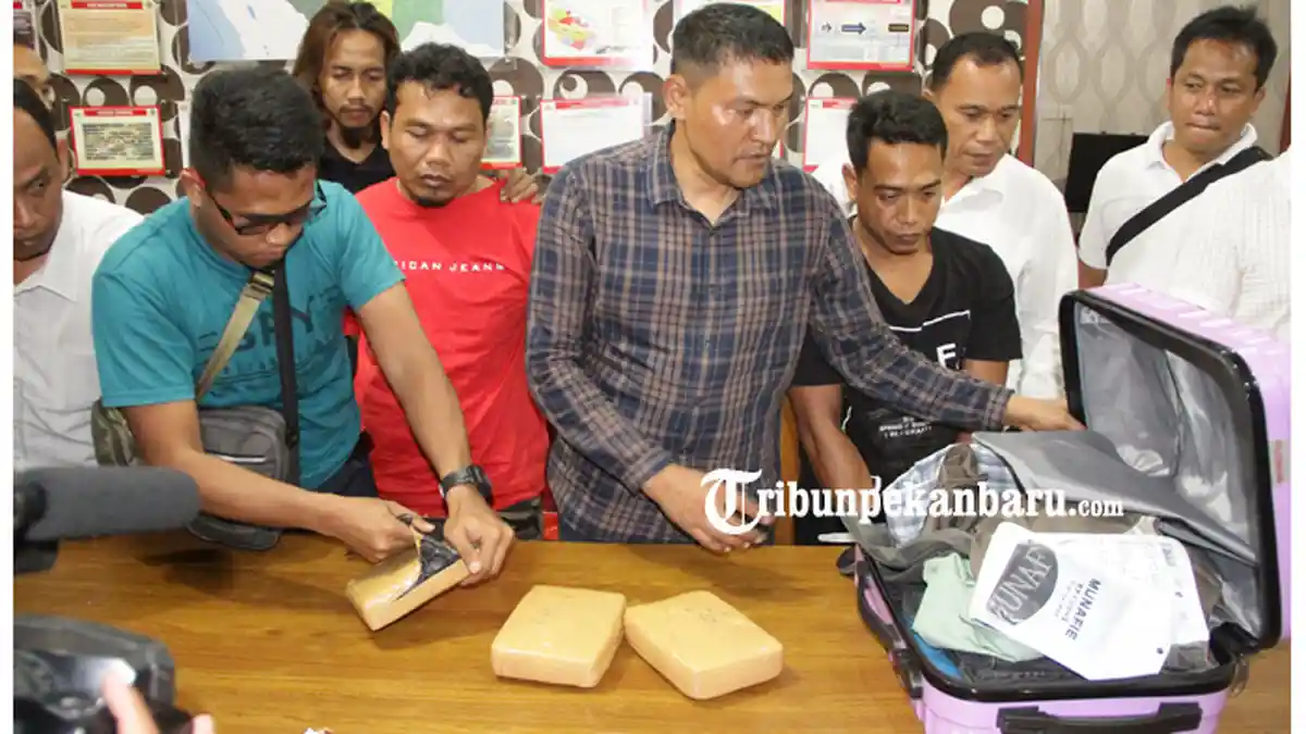 FOTO: Polda Riau Amankan 60 Paket Ganja Siap Edar - foto_polda_riau_amankan_60_paket_ganja_siap_edar_2.jpg