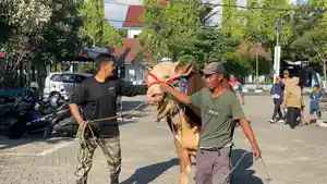 sapi-kurban-jumbo-di-Bojonegoro.jpg