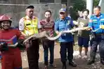 Tim-Rescue-Damkar-Kota-Bekasi-melakukan-evakuasi-ular-pito-jenis-sanca-kembang.jpg