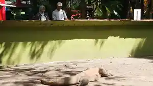 tukar-satwa-KBS.jpg