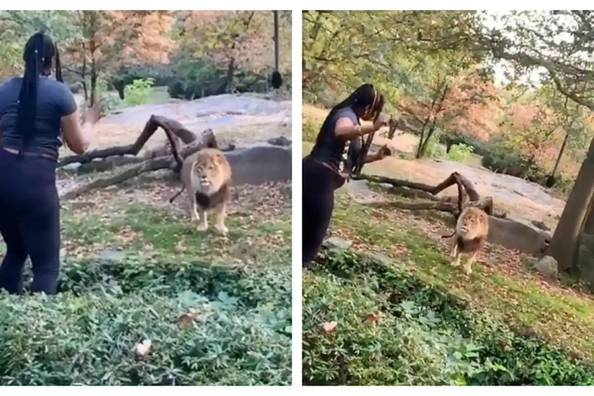 VIDEO Wanita Masuk ke Dalam Kadang Singa dan Menari di Depannya, Lihat Reaksi si Raja Hutan