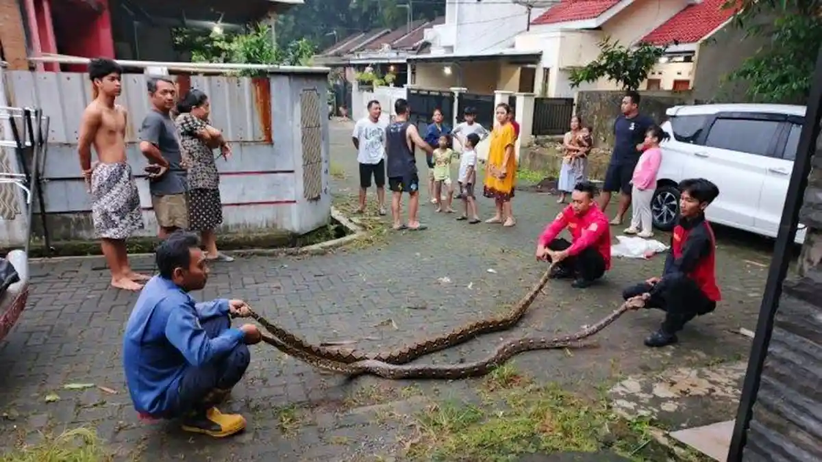 Sepasang Ular Piton Sembunyi di Rumah Warga Banyumas, Ketahuan setelah Plafon Ambrol