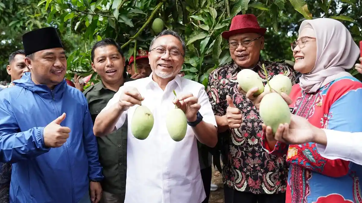 Mangga Indramayu Mulai Diminati Dunia, Permintaan Terus Meningkat