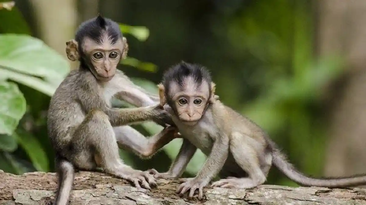 BAHAYA Jika Anda Bermimpi Tentang Monyet, Hati-hati Pengkhianatan dan Musuh Mengintai!
