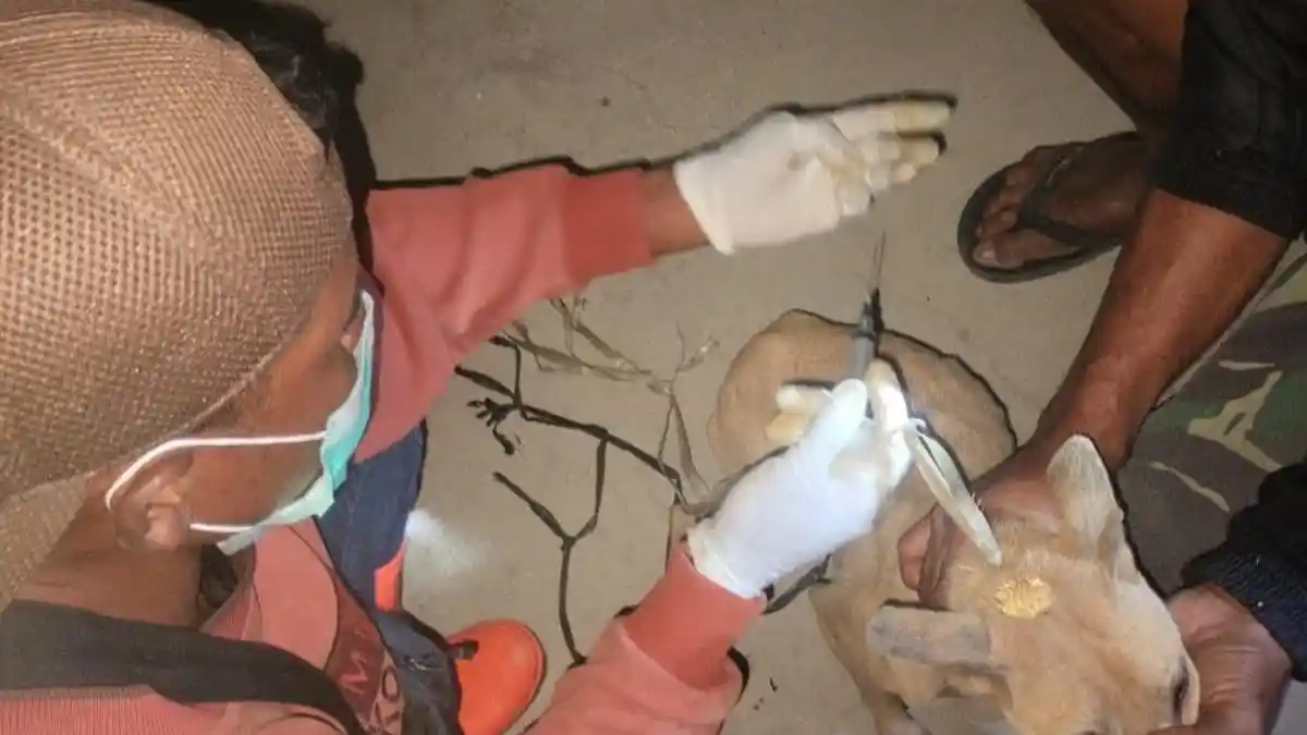 Enam Sampel Anjing yang Dikirim Ke BBVet Denpasar Negatif Rabies