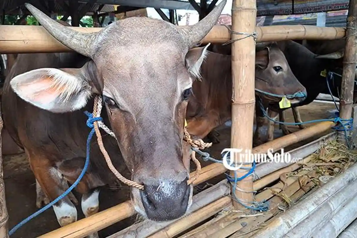 Viral Sapi Kurban di Klaten Bangkit Lagi Setelah Disembelih, Sempat Berdiri hingga 10 Menit