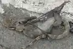 Petugas-Damkar-Kabupaten-Kediri-evakuasi-biawak-ukuran-15-meter-di-sebuah-rumah.jpg