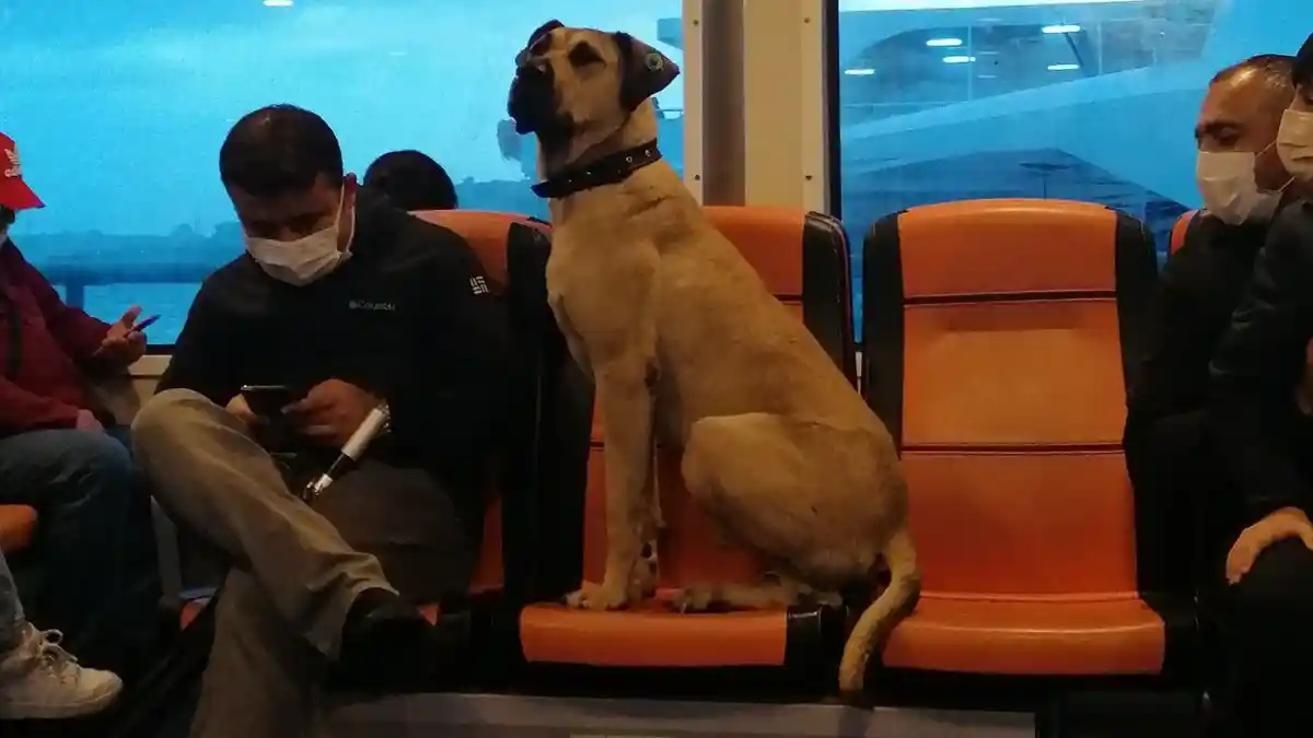 Viral Anjing Jalanan Jadi Selebriti, Gemar Keliling Istanbul Naik Transportasi Umum Tiap Hari