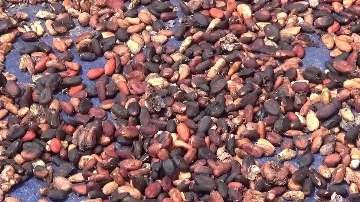 Harga Biji Cokelat di Muara Bulian Saat Pandemi Menurun, Omzet Pengumpul Hanya Rp 700 Ribu