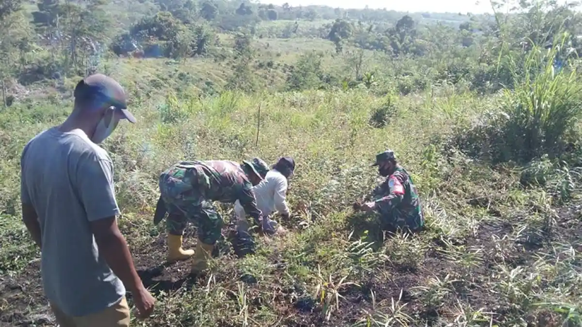 Dongkrak Ekonomi di Masa Pandemi, Koramil Pintu Rime Gayo Bina Pemuda Tanam Jahe Merah