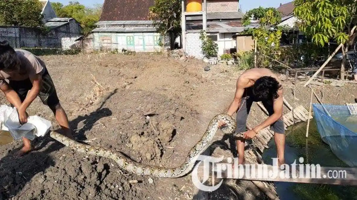 Ular Sanca Kembang Sepanjang 3 Meter Ditangkap di Tepi Kolam Lele, Begini Cerita Warga