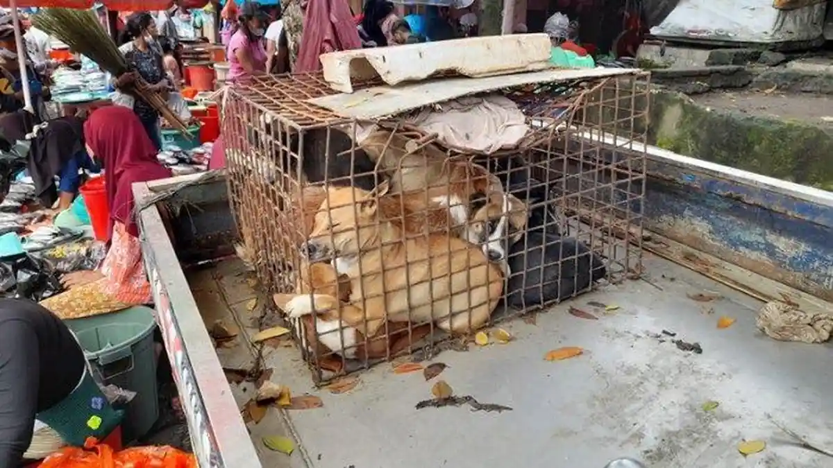 Pencegahan Rabies, Pemkot Berfokus di Bunaken Manado Sulawesi Utara