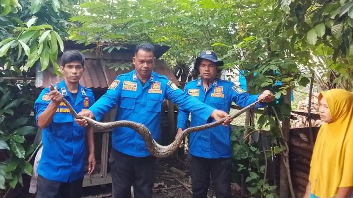 Lagi, Ular Piton Sepanjang 4 Meter Mangsa Ternak Warga di Lhoong Aceh Besar