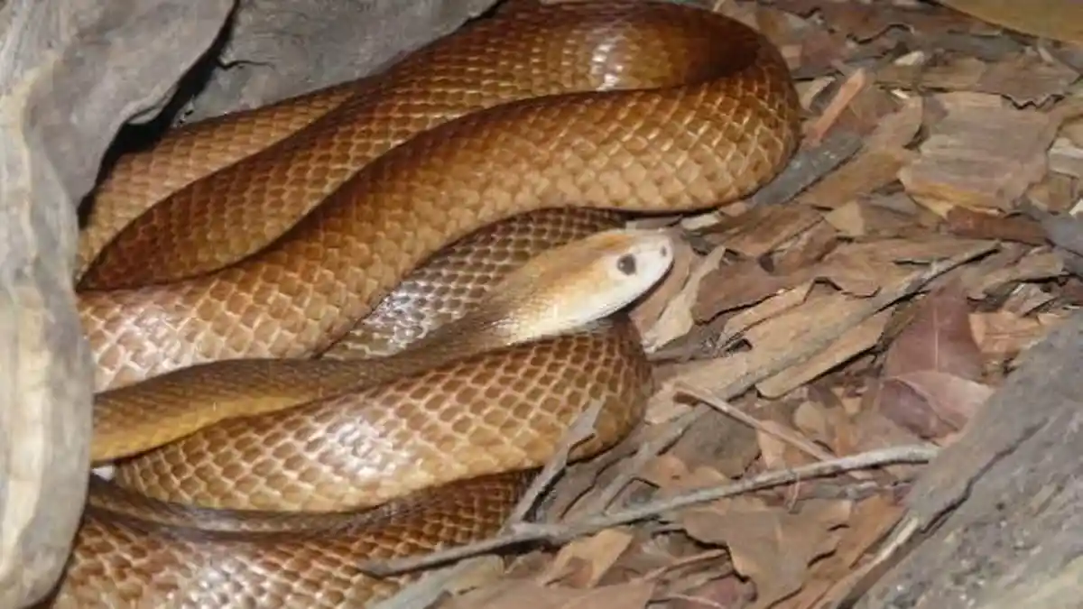 Taipan yang Memiliki Bisa Paling Mematikan di Dunia