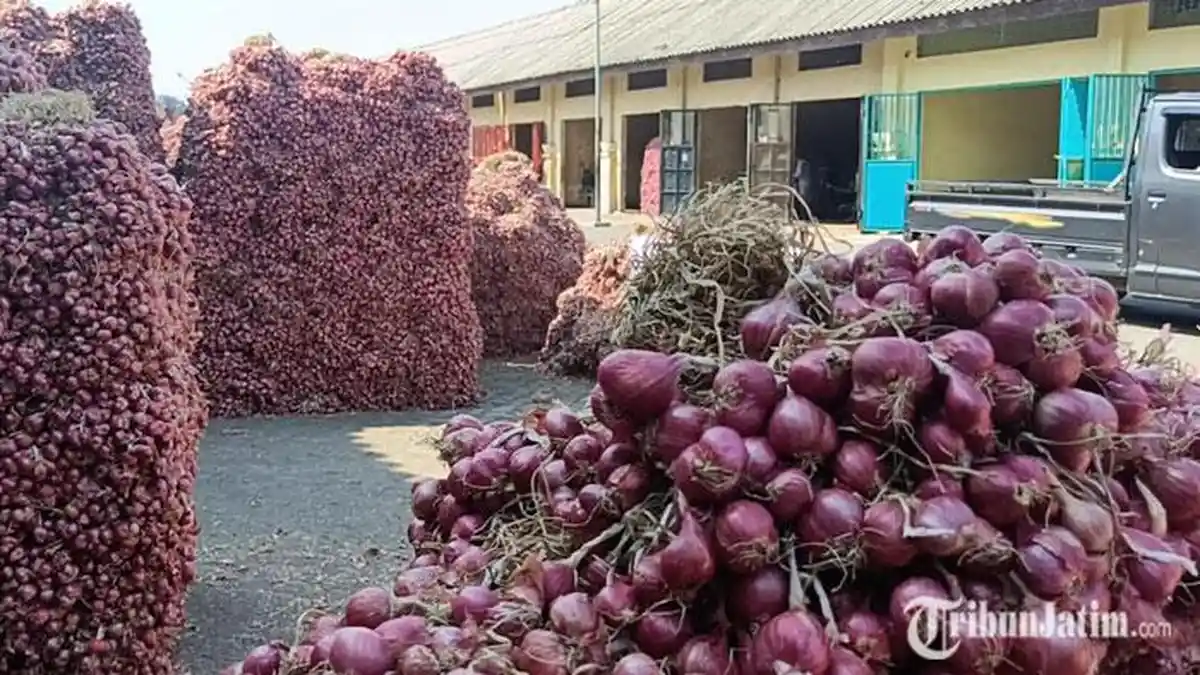 Efek Panen Raya, Harga Bawang Merah di Probolinggo Turun Drastis, Segini Perkilogramnya