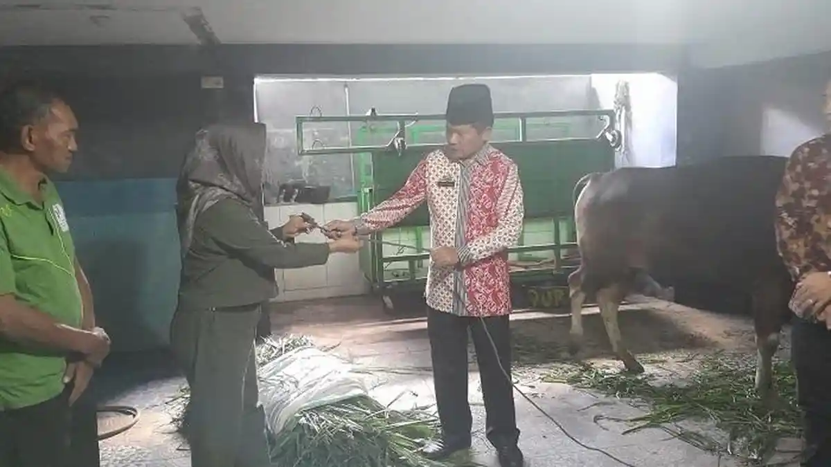 Masjid Besar Rantepao Terima Total 11 Hewan Kurban untuk Idul Adha 1444 Hijriah