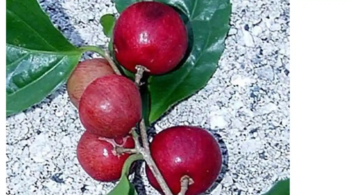 10 Manfaat Buah Rukem bagi Kesehatan, Ampuh Hilangkan Bekas Gigitan Serangga