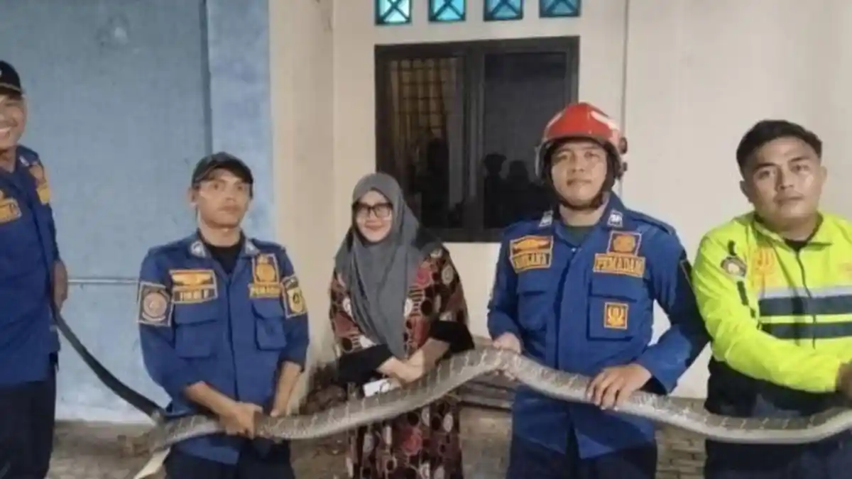 Mengerikan, Ular King Kobra Sepanjang 4 Meter Masuk Garasi Rumah Warga Parung Panjang Bogor