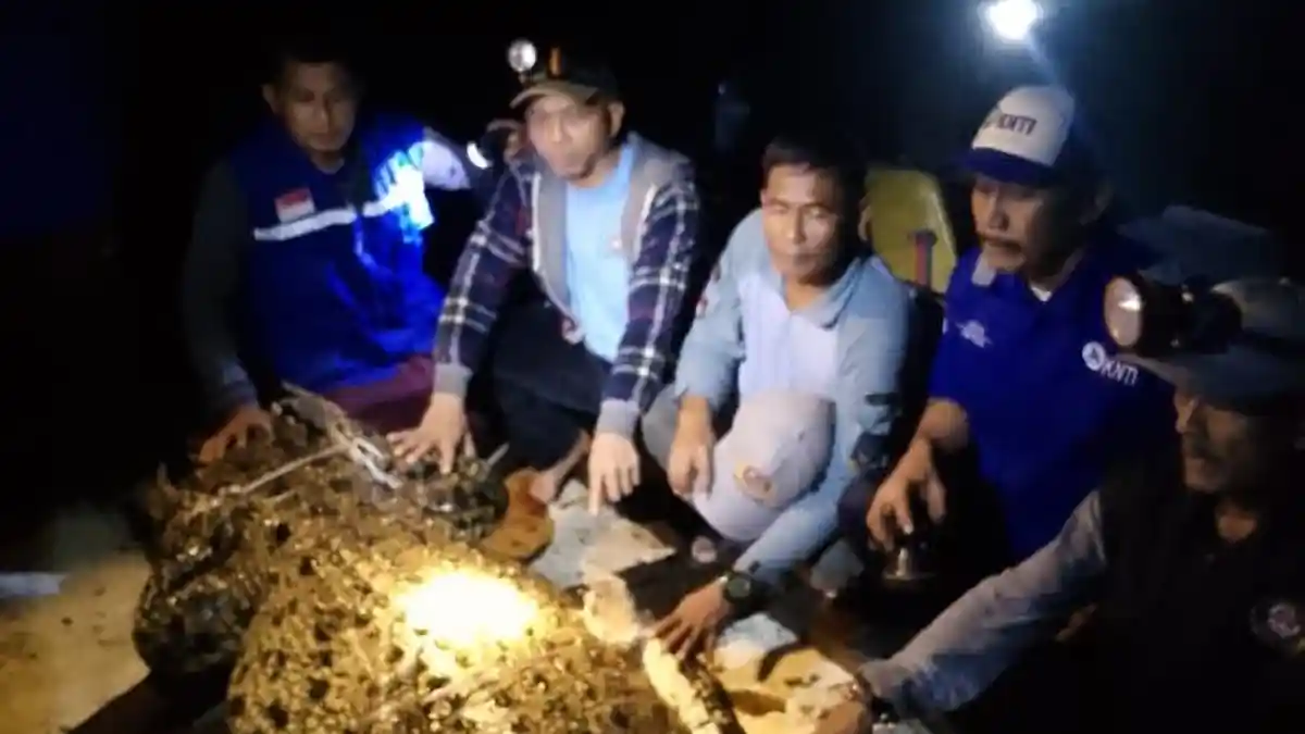 Kata Akademisi Soal Buaya Lepas di Batam Gegara Pagar Penangkaran Pulau Bulan Jebol