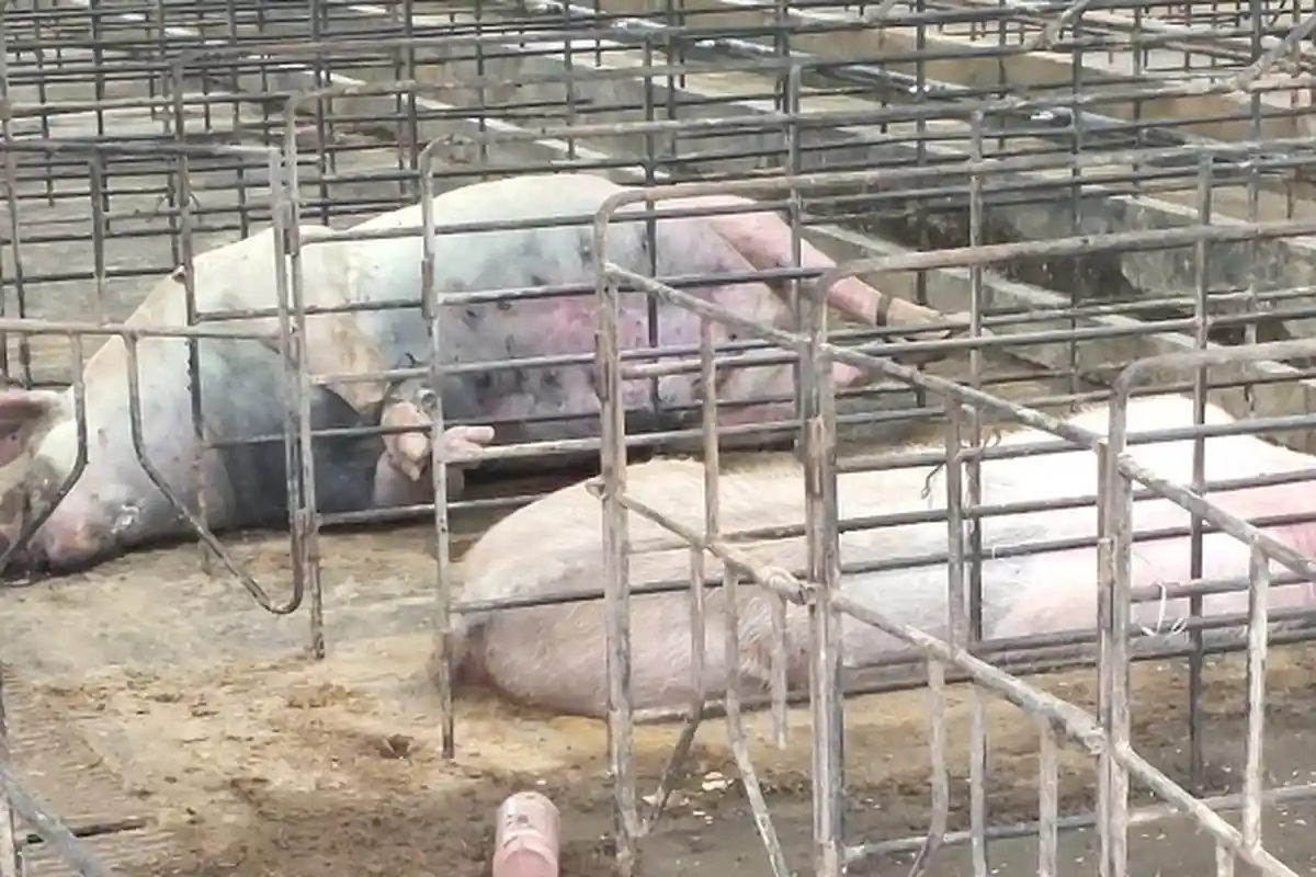 116 Ekor Babi PT ABS di Buleleng juga Mati, Masyarakat Diminta Tak Resah