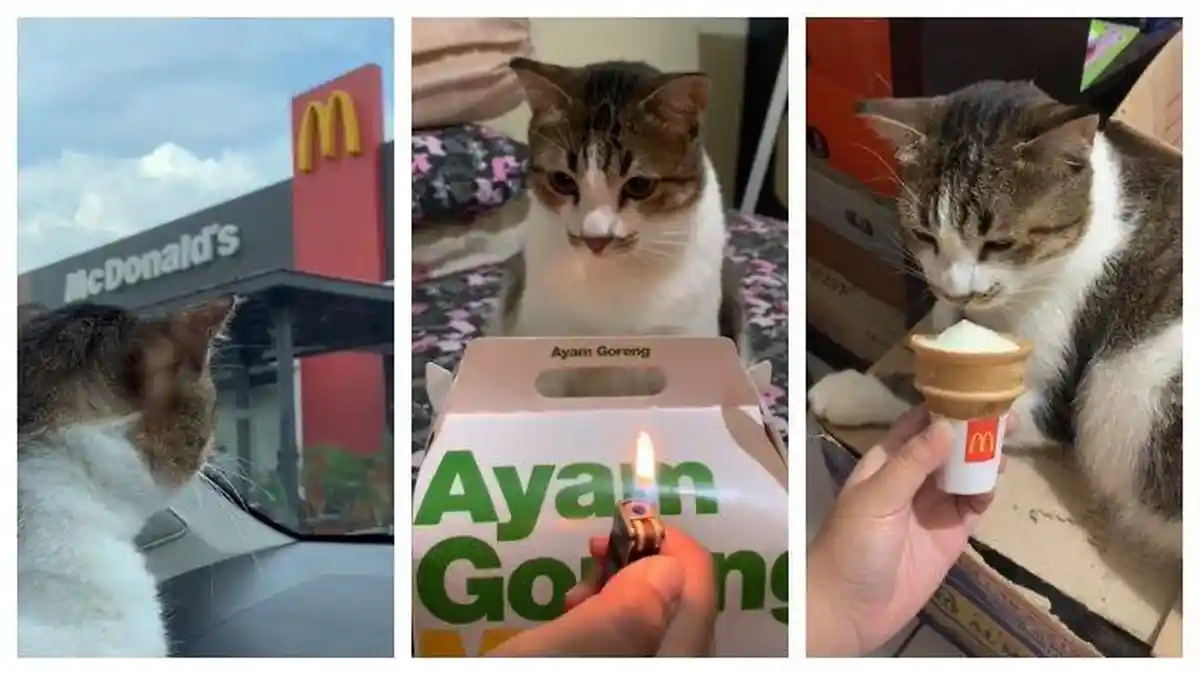 VIRAL Video Seekor Kucing Dihadiahi Ayam Goreng Siap Saji di Hari Ulang ...