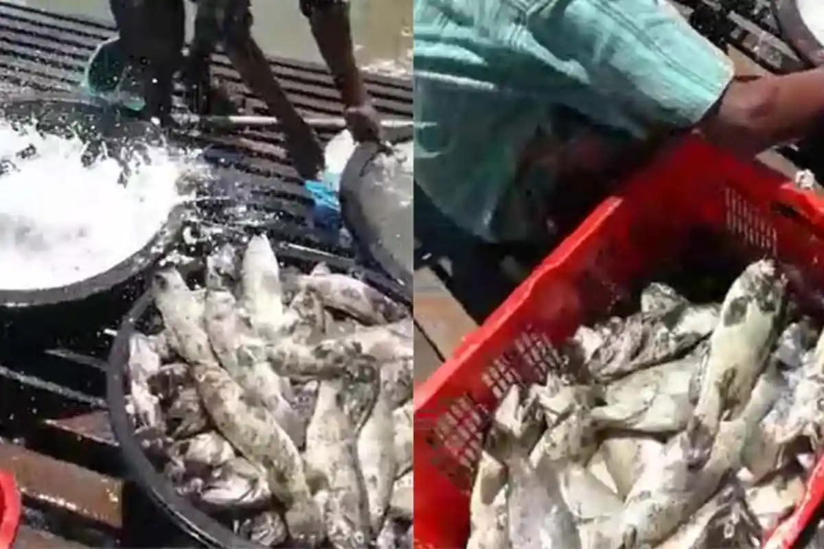 Puluhan Ribu Ikan Kerapu dan Kakap Mati Mendadak Dalam Keramba Aliran Sungai Cunda Lhokseumawe