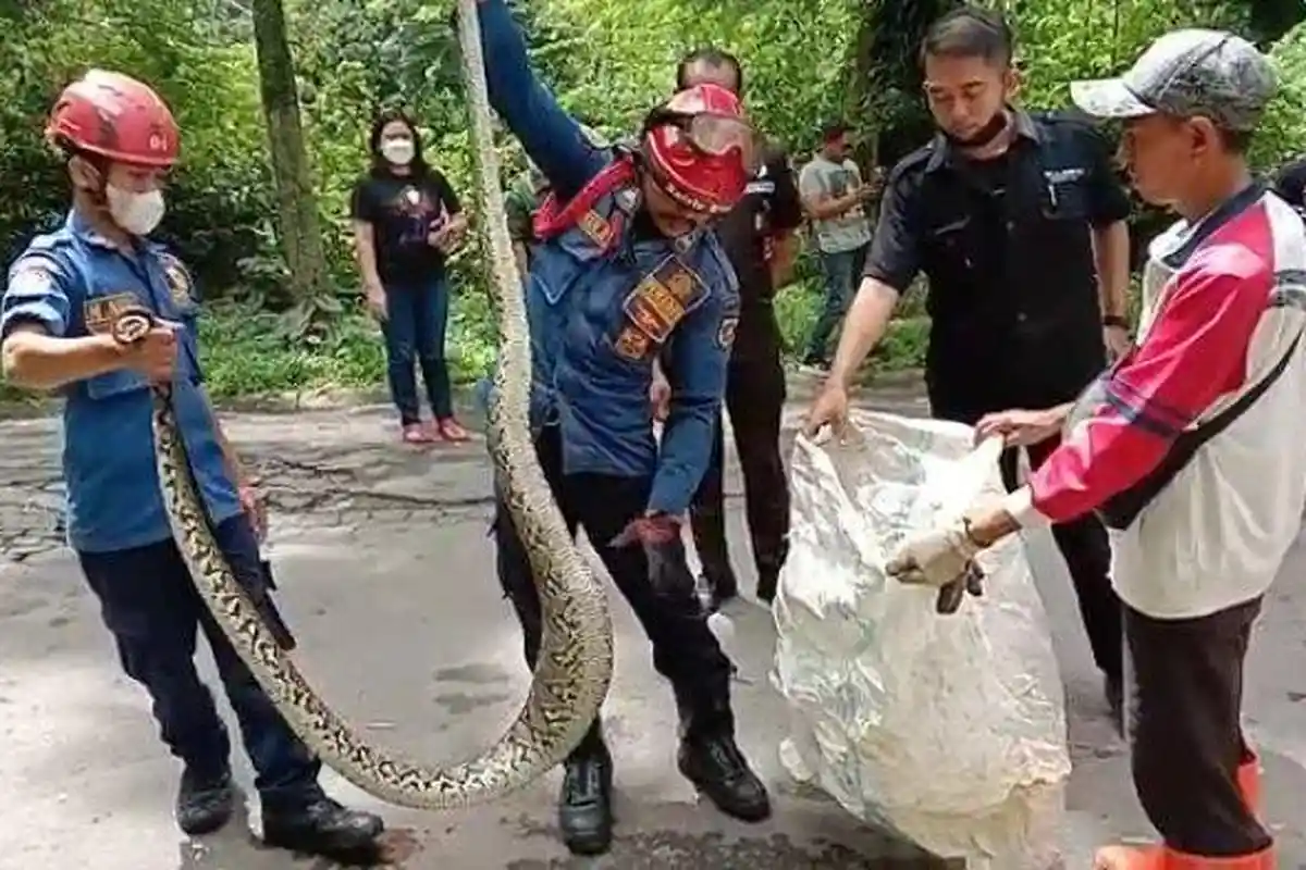 Ular Sanca Sepanjang 3,5 Meter Makan Kucing Bikin Geger Warga, Tim Damkar Turun Tangan