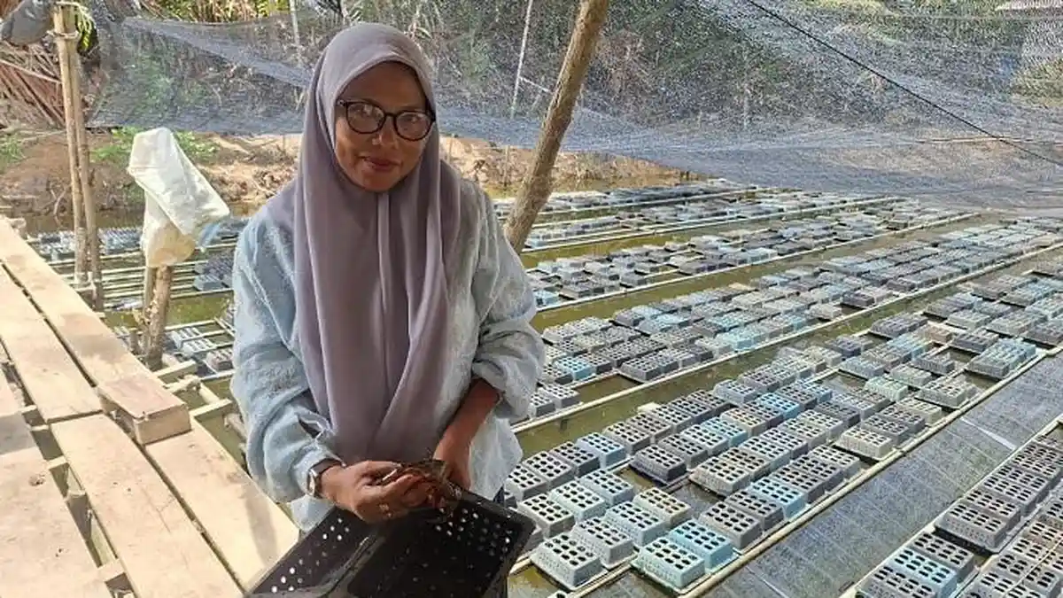 Budidaya Kepiting Soka, Cara Efektif Tekan Perambahan Hutan Bakau