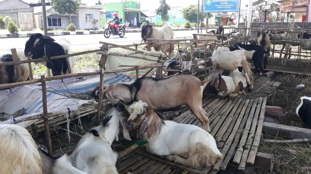 Idul Adha 1440 H, Bagaimana Cara Menghilangkan Bau Prengus Daging Kambing?