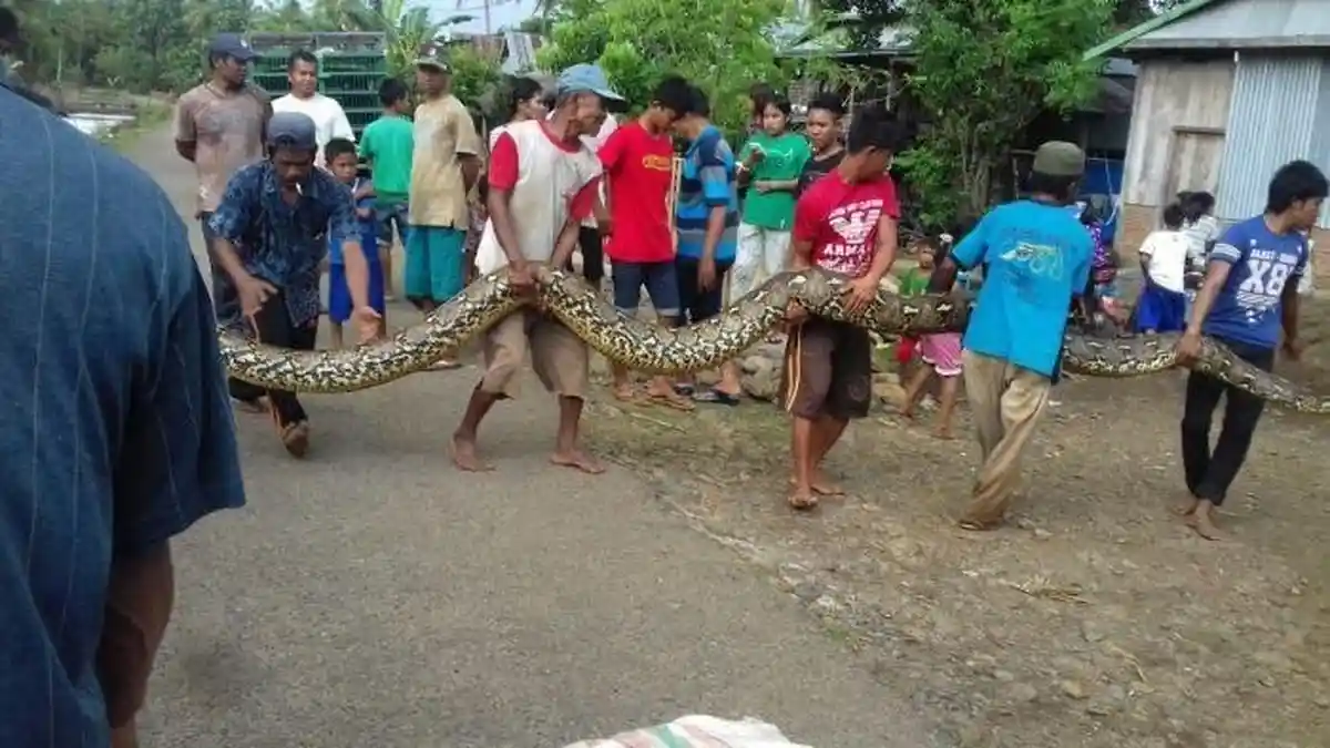 Pertarungan Warga Dengan Ular Piton, Berikut Ini Kisah dan Faktanya