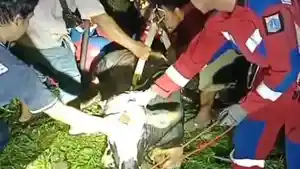 Seekor-sapi-kurban-jenis-lokal-seberat-setengah-ton-lebih-tercebur-ke-bekas-kolam-renang.jpg