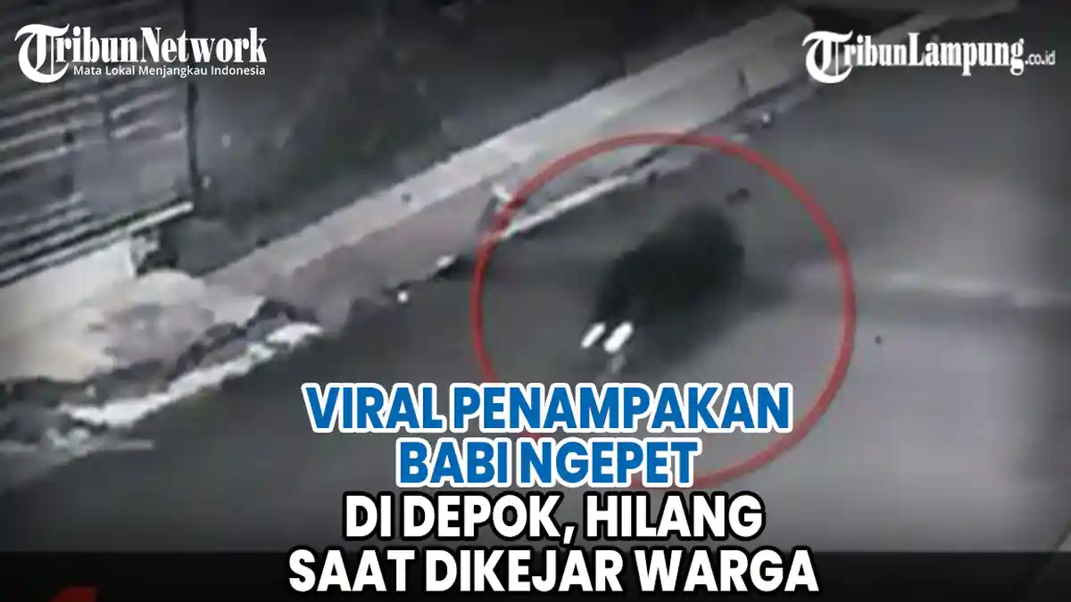 VIDEO Viral Penampakan Babi Ngepet di Depok, Hilang saat Dikejar Warga