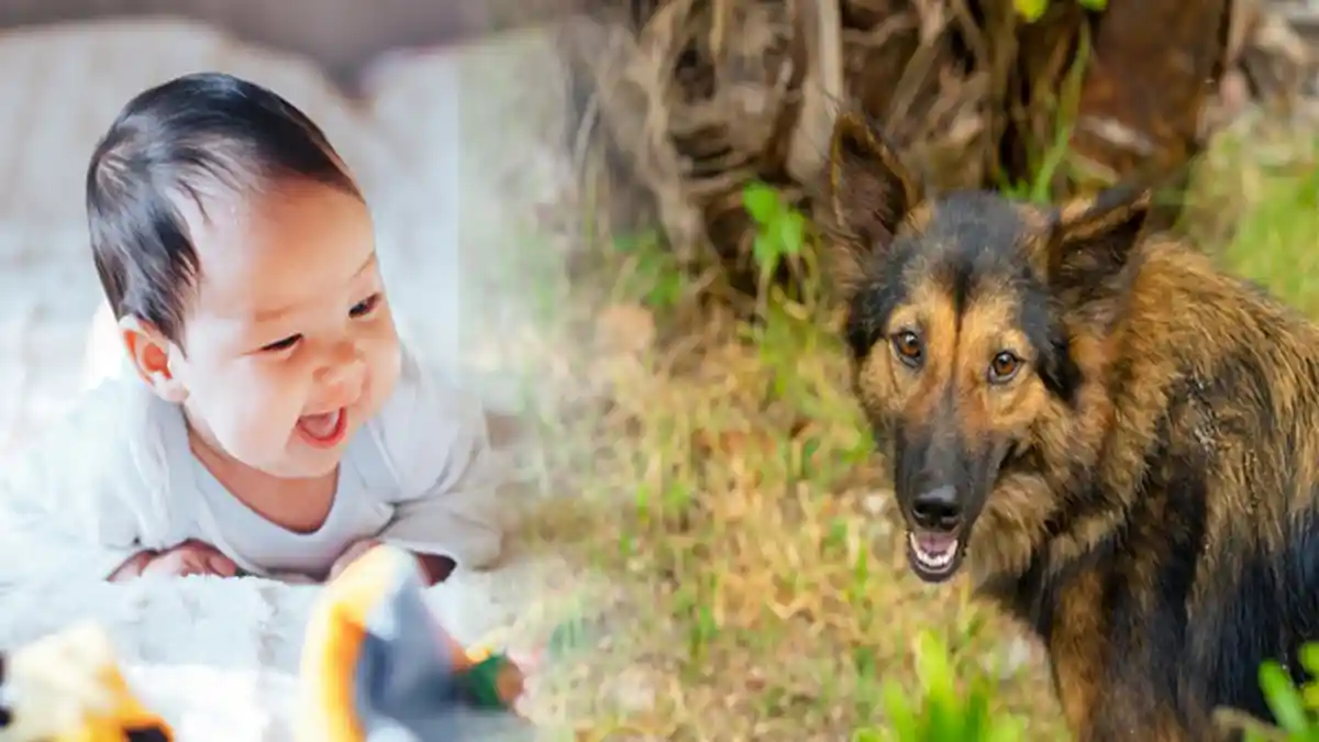 Bayi Tiga Bulan Tewas Diserang Anjing Peliharaan, saat Ditemukan Kondisinya Mengenaskan