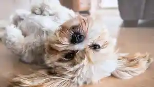 pertanda-buruk-arti-mimpi-digigit-anjing.jpg