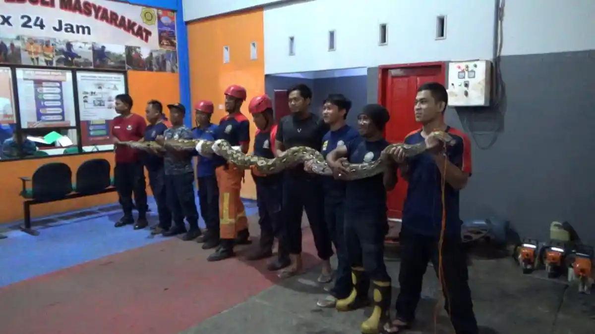 Cara Damkar Parepare Evakuasi Ular Piton Jumbo Beratnya 130 Kilogram