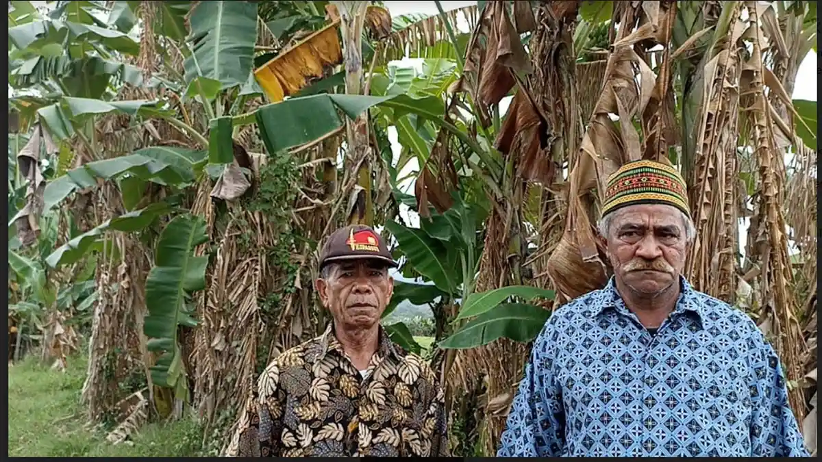 Tanaman Pisang Milik Petani di Compang Ndejing, Manggarai Timur Diserang Penyakit 